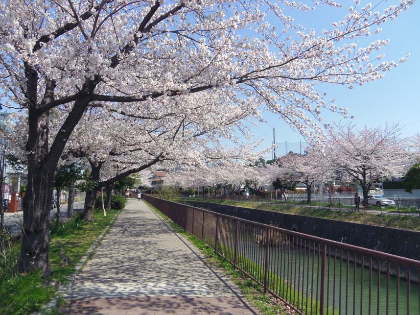 ランニング中での写真を記載しました。 扇川(緑のパン工場 an-J 横の桜です)